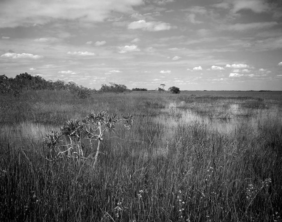 Everglades Taylor Slough Photograph by Rudy Umans
