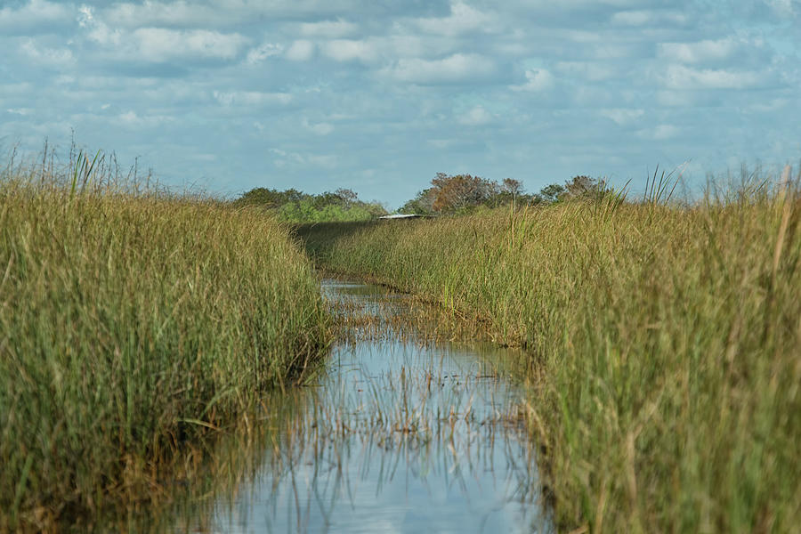 Everglades Trail Photograph by CR Courson