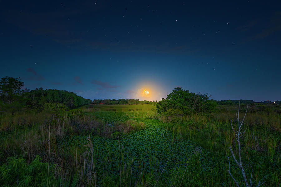 Everglades Visions Photograph by Mark Andrew Thomas