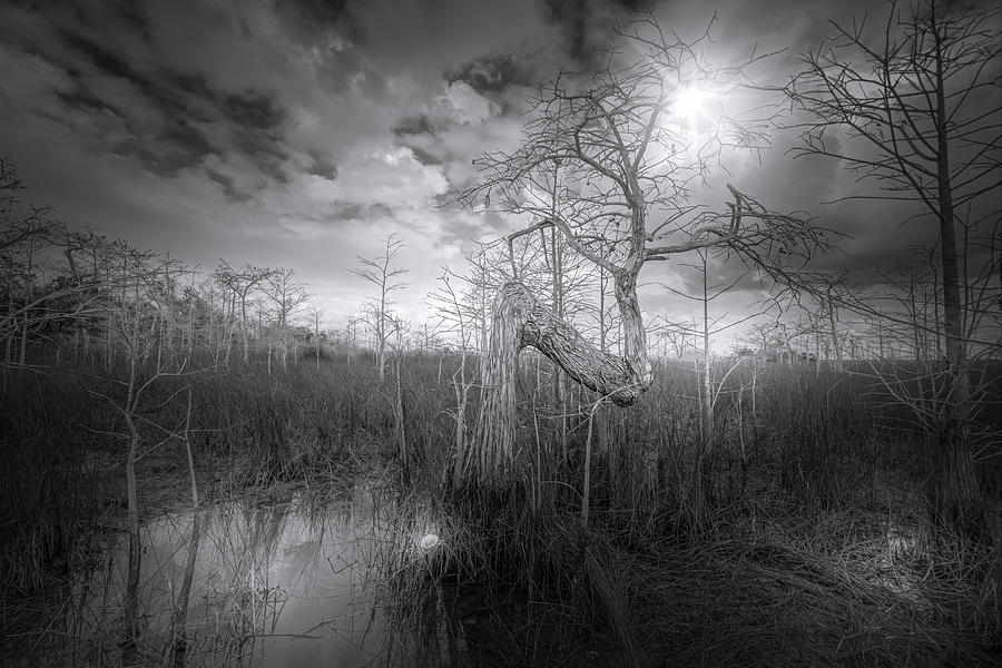 Everglades Z Tree Photograph