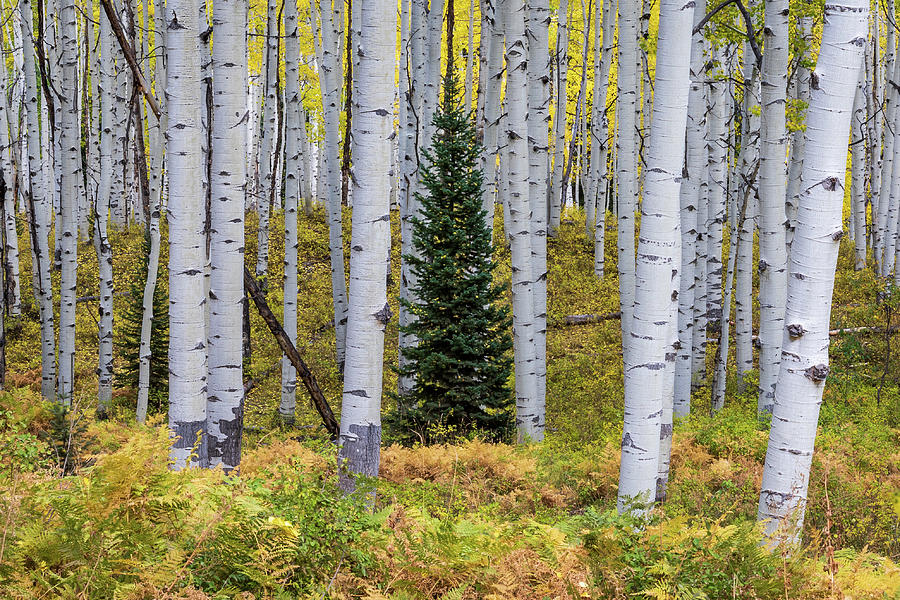 Evergreen Among the Aspens Photograph by Jack Clutter