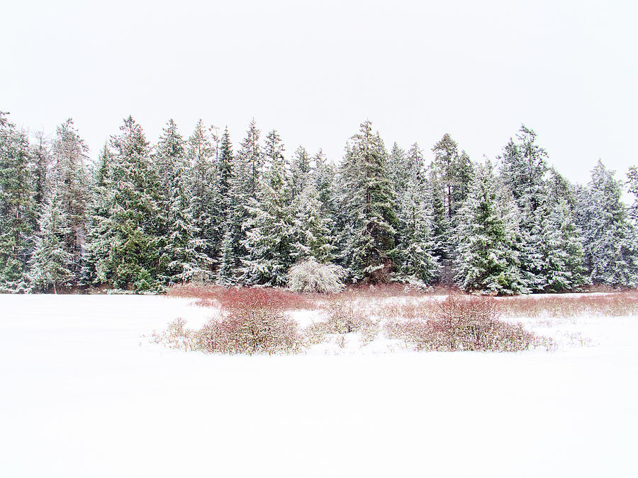 Evergreen And Rosehip Winter Photograph