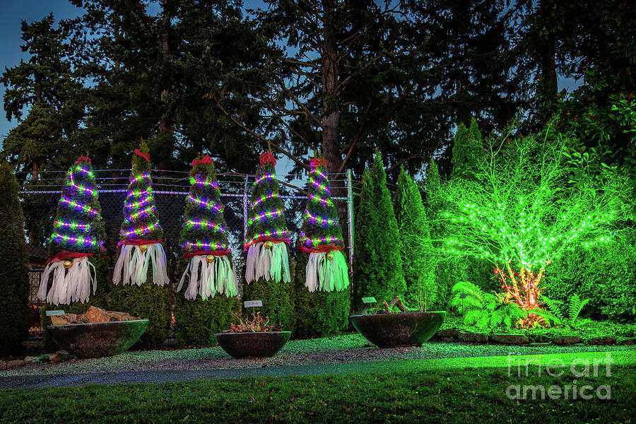 Evergreen Arboretum Lights Photograph by Cindy Shebley