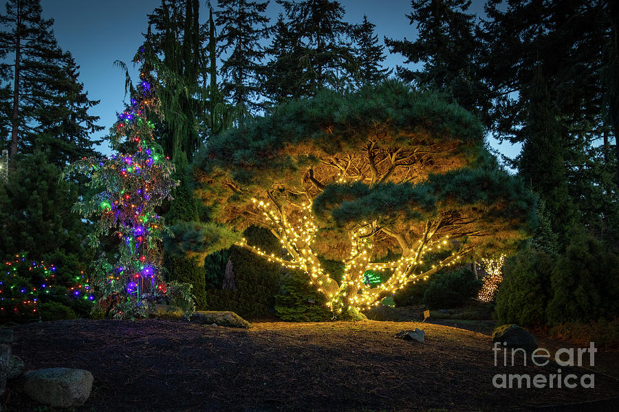 Evergreen Arboretum Wintertide Lights Photograph by Cindy Shebley