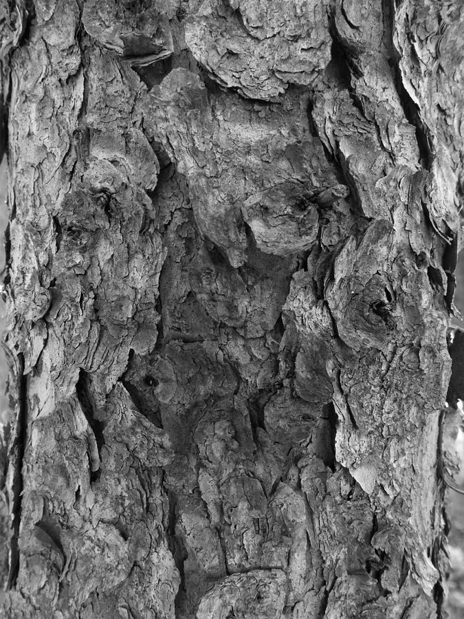 Evergreen Bark Photograph by Amanda R Wright