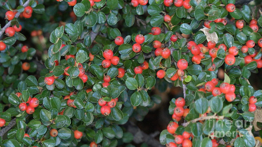 Evergreen Berry Bush Photograph