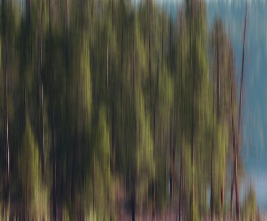 Evergreen Blur Photograph by Dan Sproul