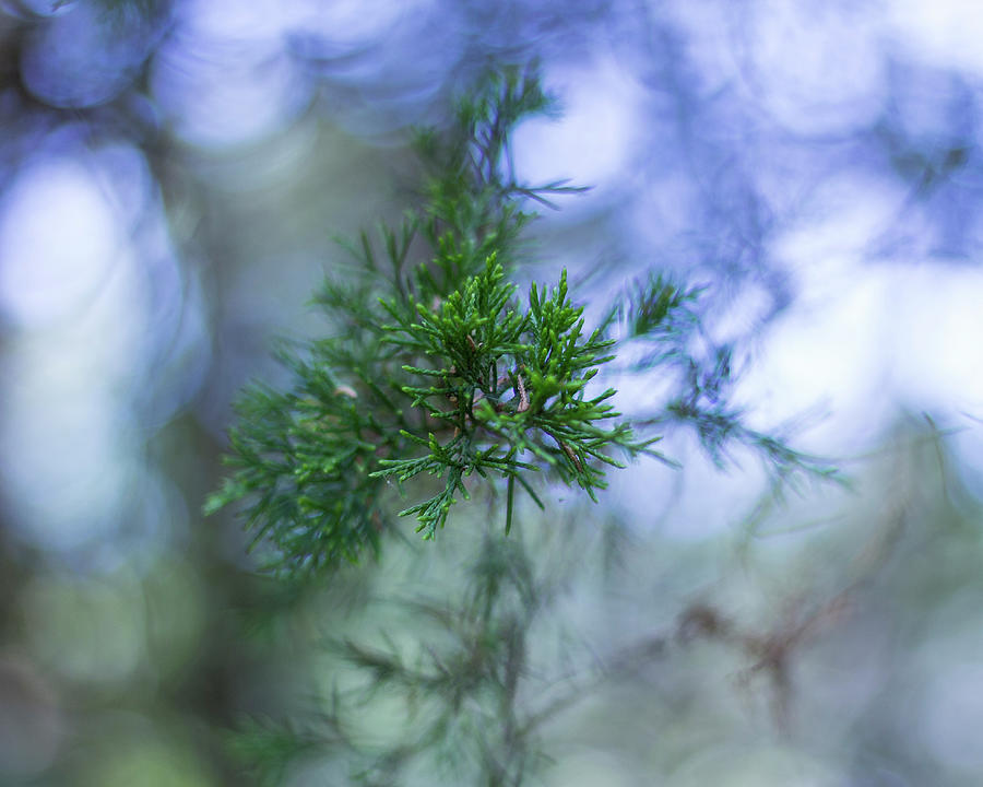 Evergreen Photograph by David Beechum