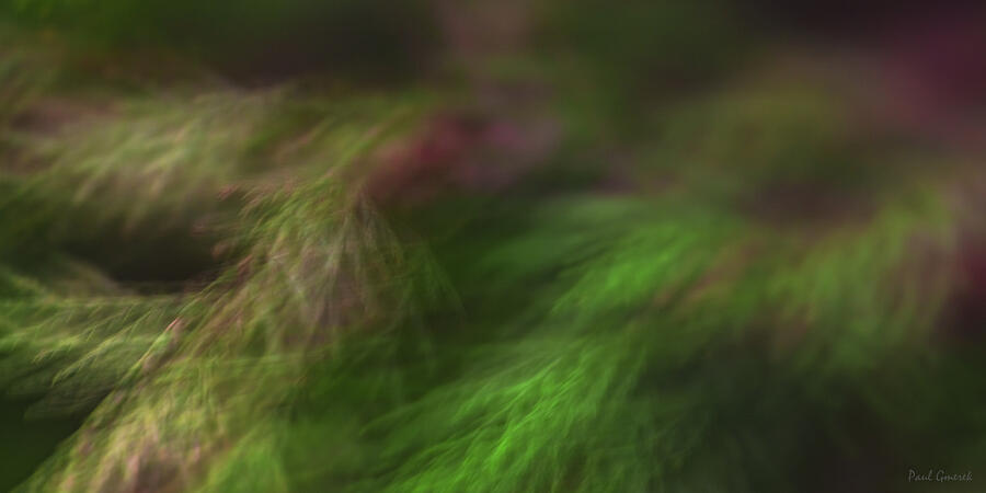Abstract Photograph - Evergreen Dream by Paul Gmerek