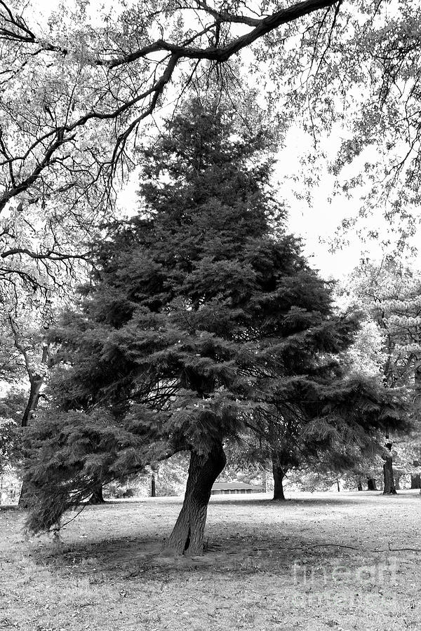 Evergreen in black and white Photograph by Bentley Davis
