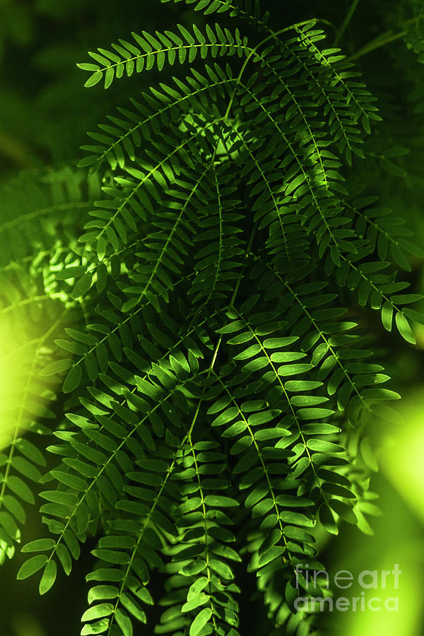 Evergreen Photograph