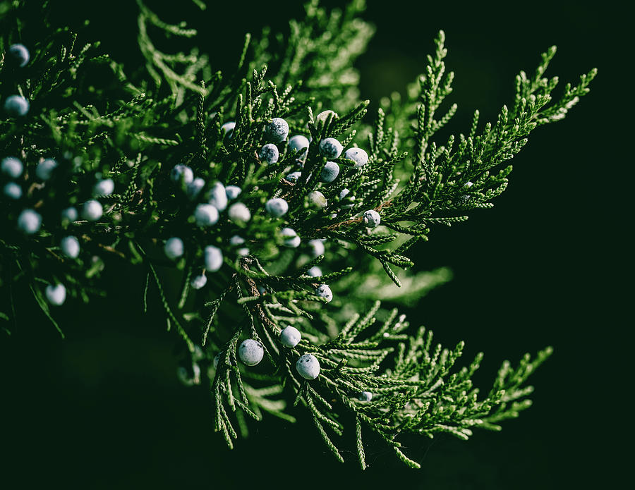 Evergreen Juniper Photograph by Rich Kovach