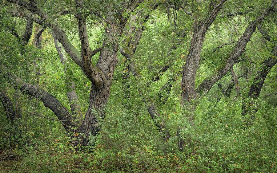 Evergreen Oak Forest Photograph by Alexander Kunz