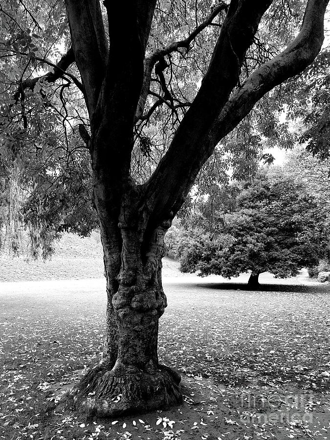 Evergreen Oak Tree Photograph By Douglas Brown - Fine Art America