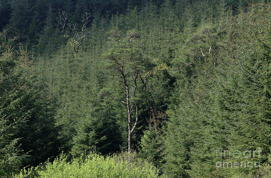 Evergreen by Peter Skelton Evergreen by Peter Skelton