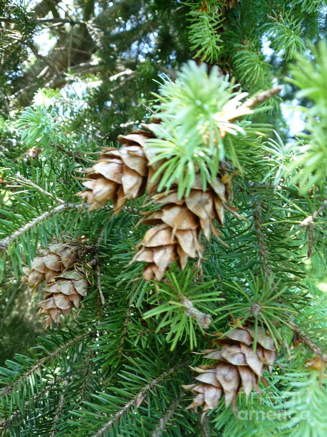 Evergreen Pine Cones Photograph by GJ Glorijean - Fine Art America