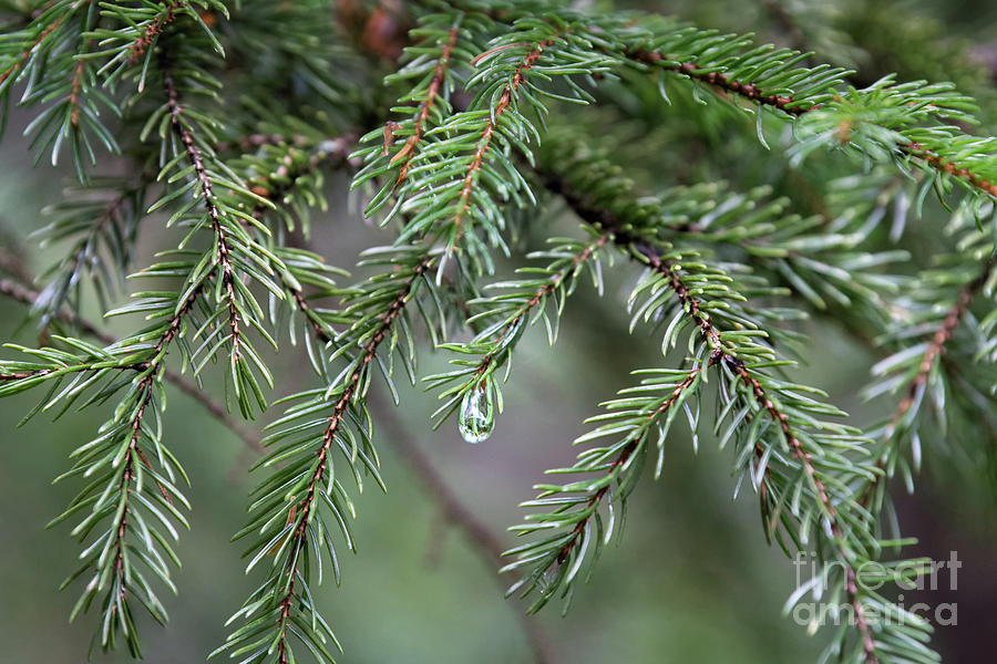 Evergreen - Pine needles Photograph by Rehna George