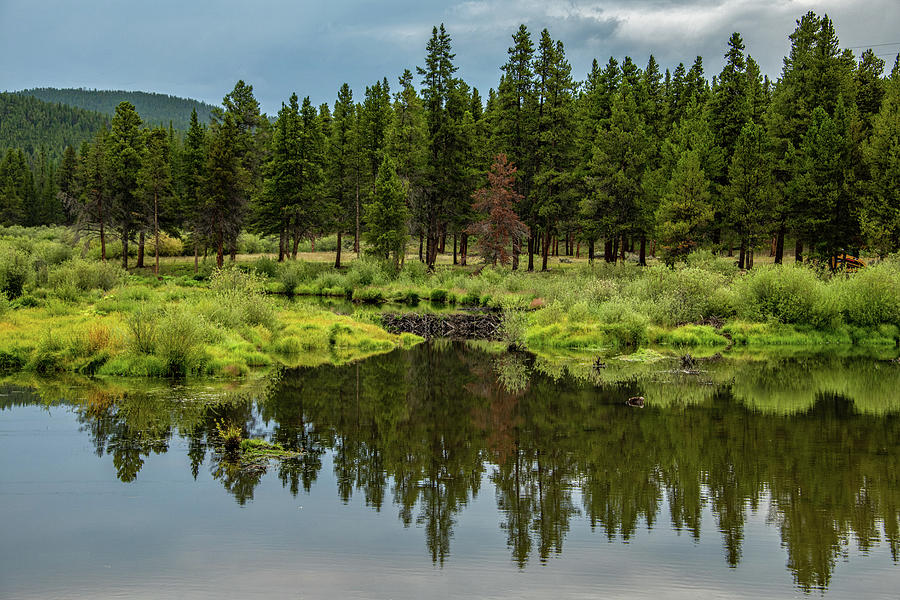 Evergreen Reflections, Colorado Photograph by Marcy Wielfaert