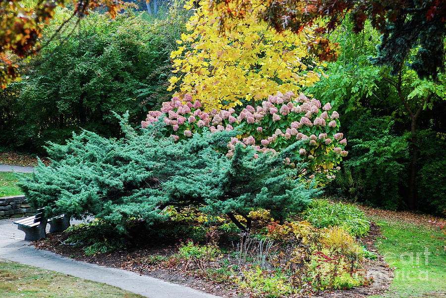 Evergreen Shrubs And Friends Photograph by Ee Photography