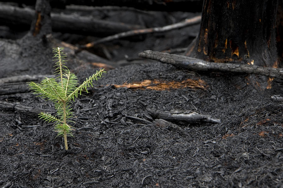 Evergreen tree sprouts in the ashes of a forest fire Photograph by Jamievanbuskirk