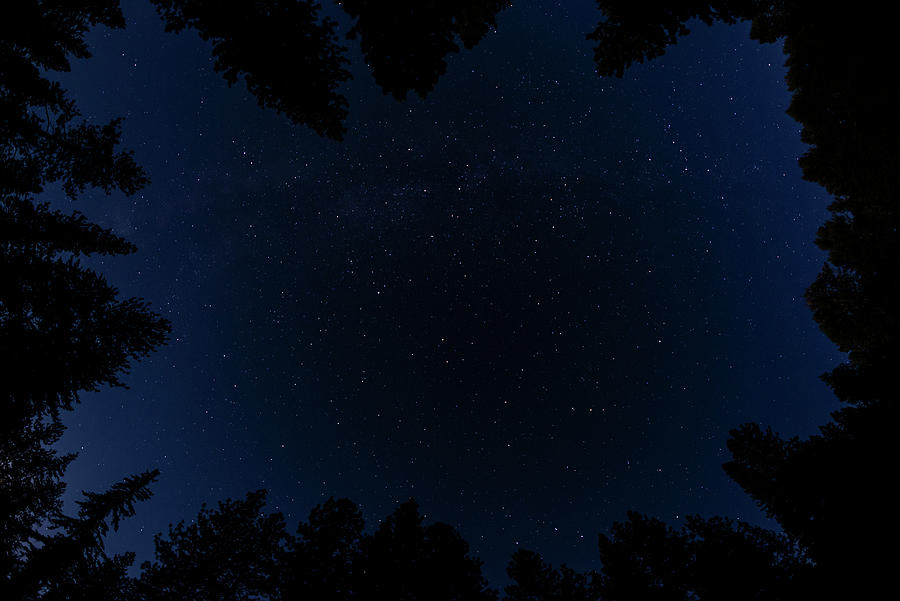 Evergreen Tree Tops Starry Night Sky Photograph by Pelo Blanco Photo