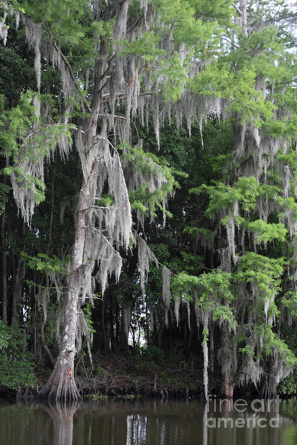 Evergreen Trees Draped with Spanish Moss in Louisiana Photograph by ...