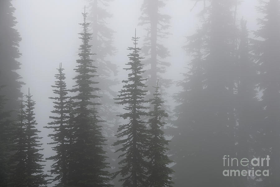 Evergreen Trees in Fog at Mount Rainier National Park Photograph by Tom Schwabel