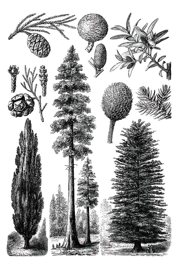 Evergreen trees Drawing by Nastasic