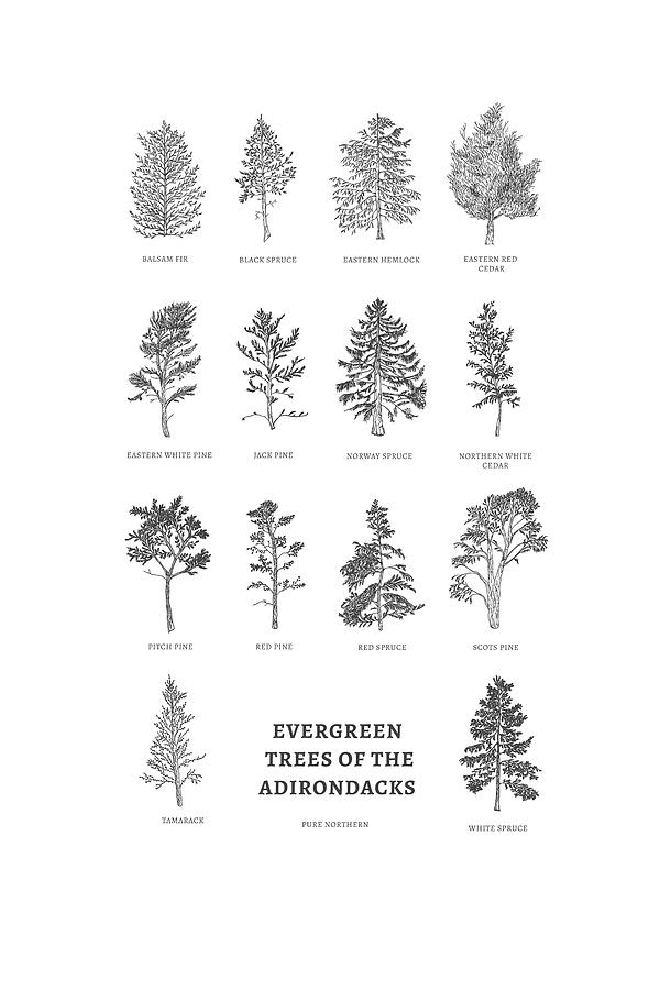 Evergreen trees of the Adirondacks Drawing by Tarah Evans | Fine Art ...