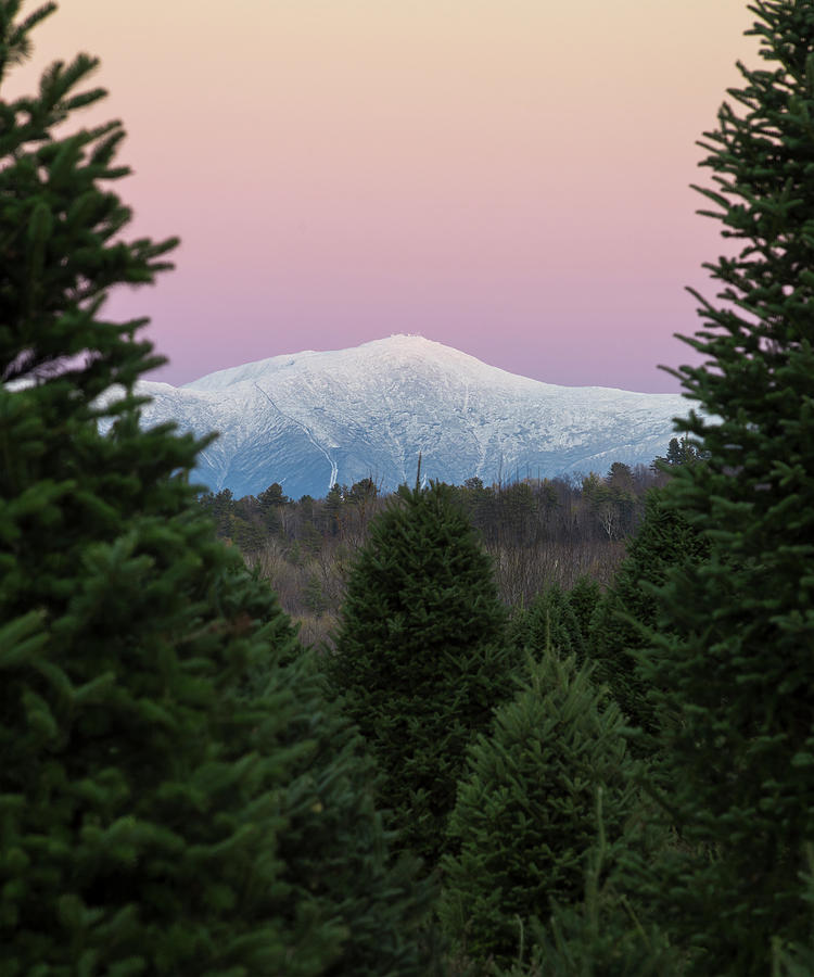Evergreen Winter Washington Sunset Photograph by Chris Whiton