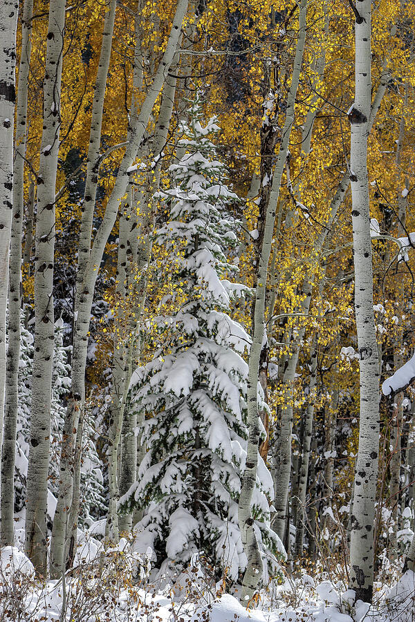 Fall Photograph - Evergreen with Snow and Aspens in Autumn - Big Cottonwood Canyon, Utah by Brett Pelletier
