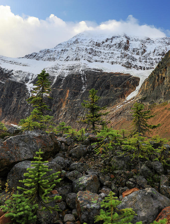 Evergreens And Mountains Landscape Photograph by Dan Sproul