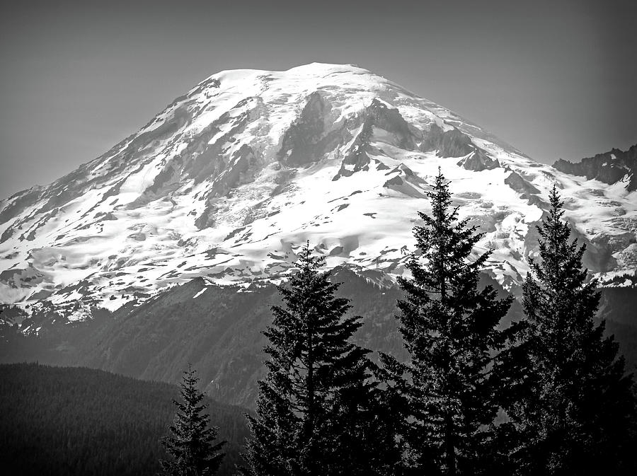 Evergreens And Rainier Black And White Photograph by Dan Sproul