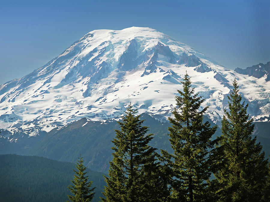 Evergreens And Rainier Photograph by Dan Sproul