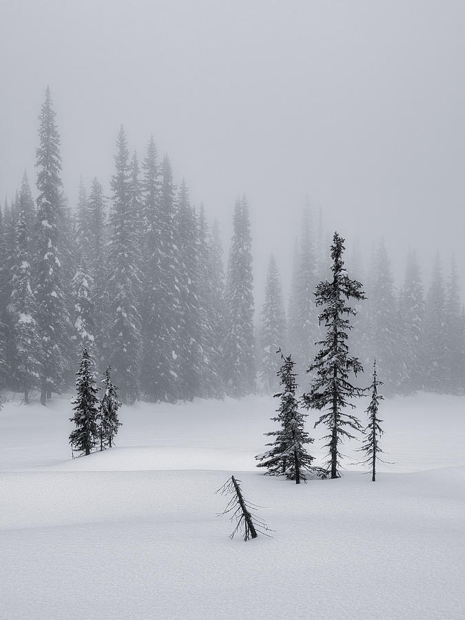 Evergreens Snow and Fog Photograph by Allan Van Gasbeck