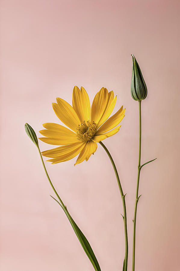 Everlasting Blossom Digital Art by Samuel HUYNH
