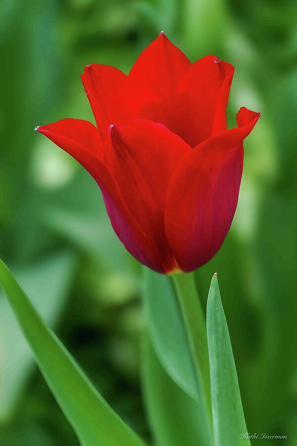 Everlasting Red Photograph by Kathi Isserman Everlasting Red Photograph by Kathi Isserman