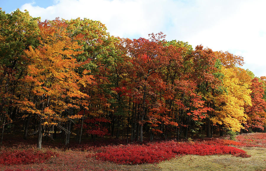 Every Fall Color Photograph by David Kipp