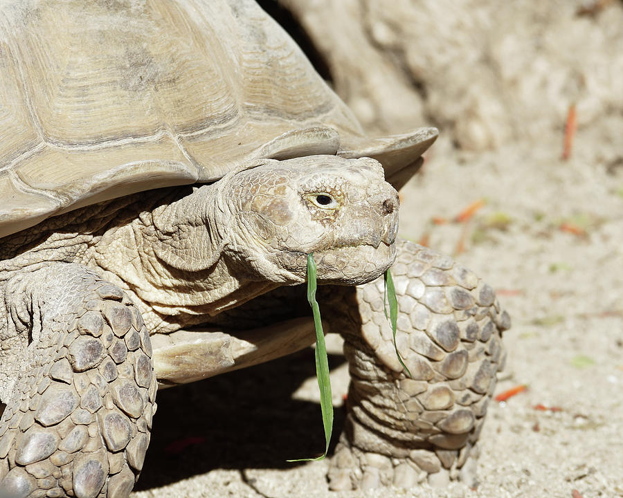 Everybody Loves California Grass -- African Spurred Tortoise at the Santa Barbara Zoo, California Photograph by Darin Volpe
