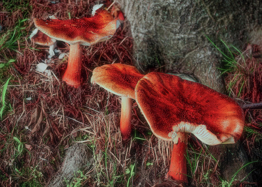Everyday Mushrooms Photograph by Cordia Murphy