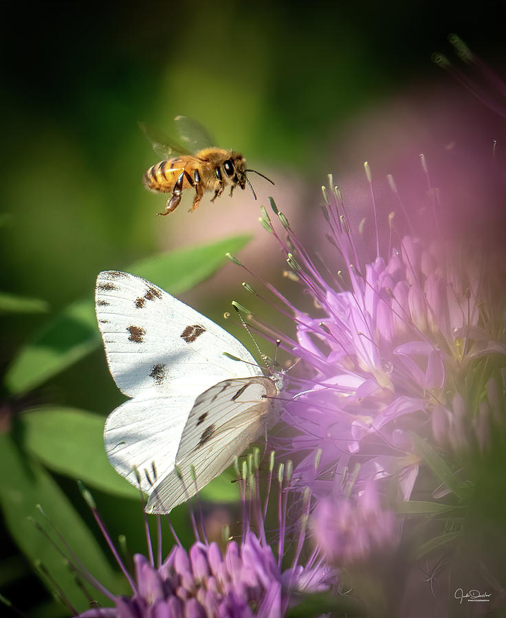 Butterfly Photograph - Everyone loves flowers by Judi Dressler