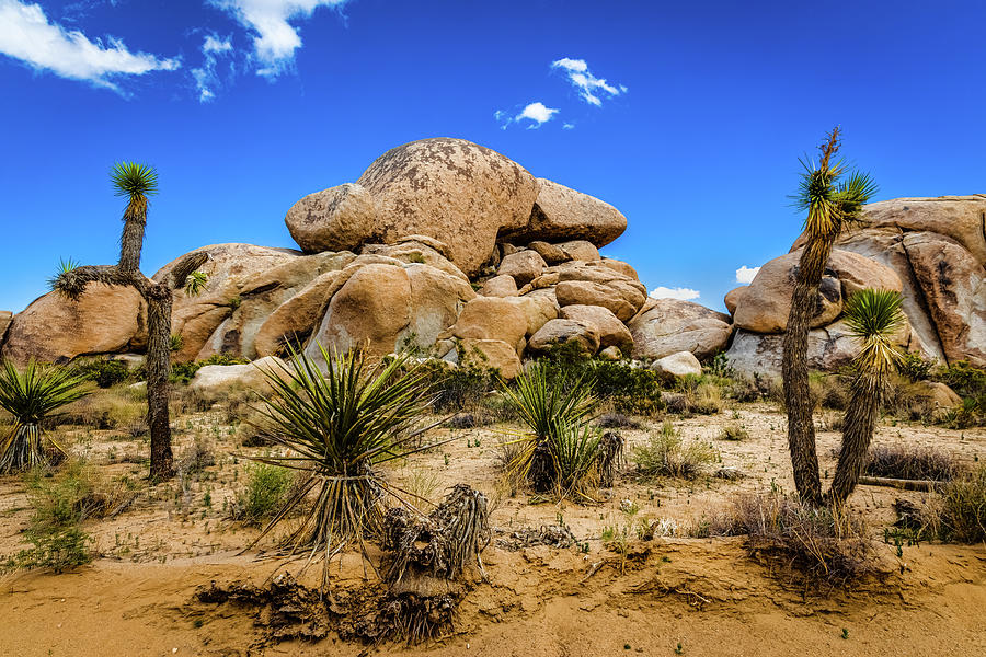 Everything that is Joshua Tree NP Photograph by Peter Tellone