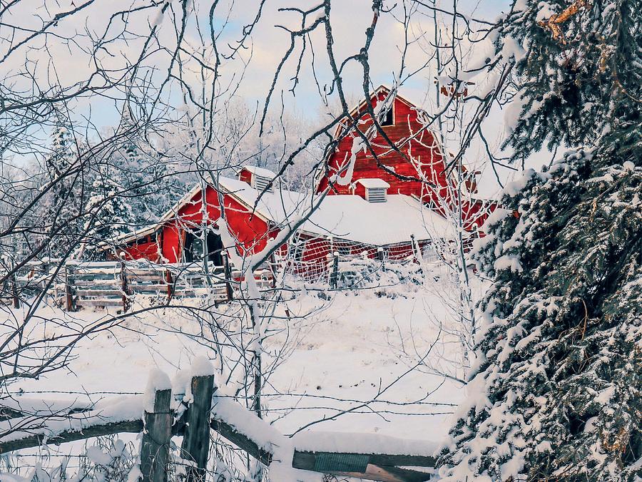 Eves Of Red Photograph by Janelle Fox - Fine Art America