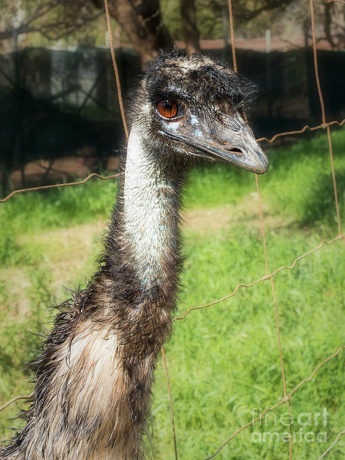 Evil-eyed Emu Photograph by Elaine Teague