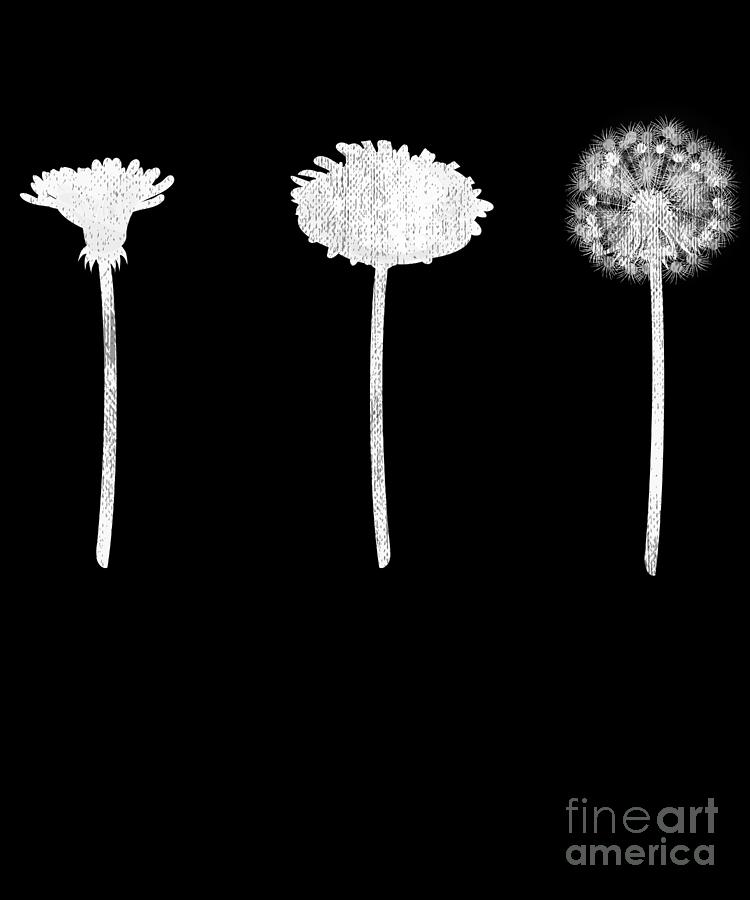 Evolution of Dandelion Seeds Biology Garden Gift Digital Art by Justus ...