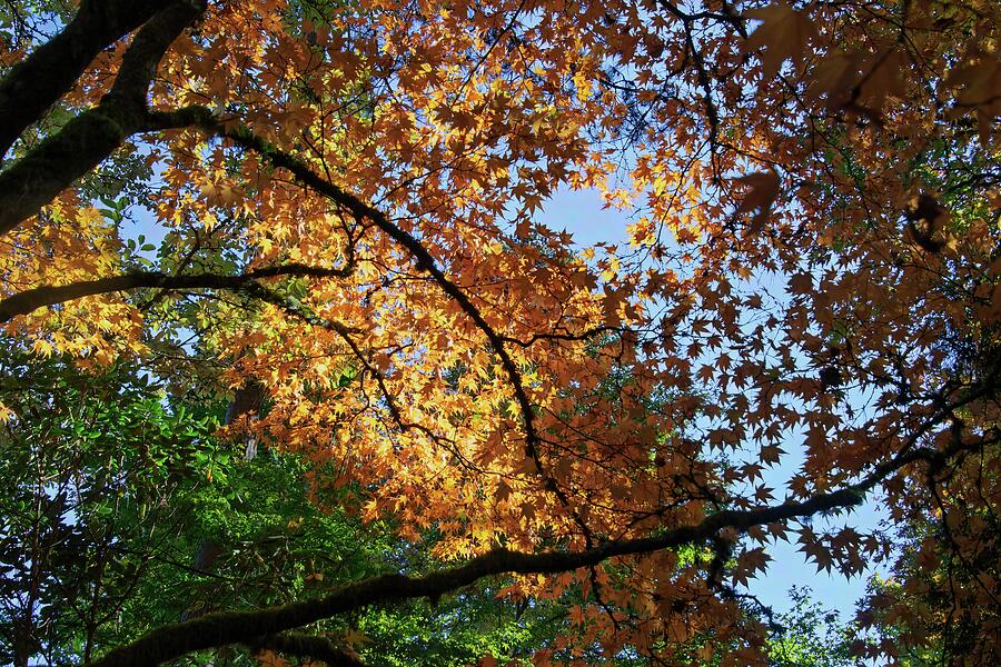 Evolution Orange Photograph by Larey McDaniel - Fine Art America
