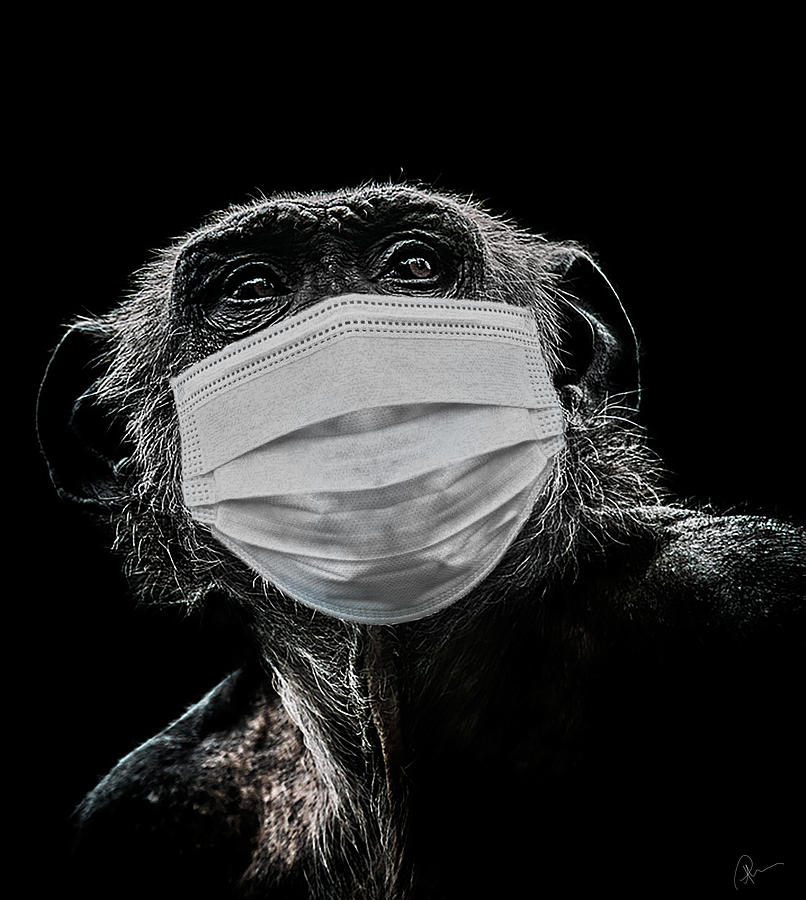 Chimpanzee Photograph - Evolution by Paul Neville