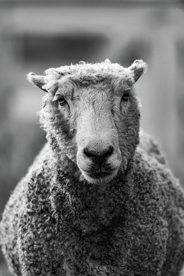 Ewe in Black and White Photograph by Rachel Morrison