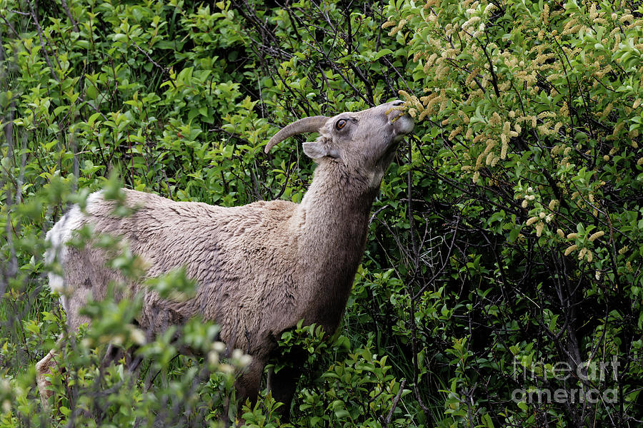 Ewe in the Badlands 3 Photograph by Natural Focal Point Photography