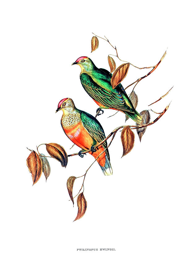 Nature Drawing - Ewings Fruit Pigeon  by Elizabeth Gould